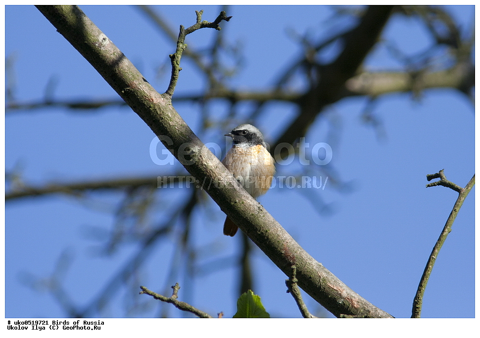 �����������, ���������� �������, ����������� ����� ������, ������, ��������, ��������, �����, �����, ��������, �����������, XYZ, ������������, Muscicapidae, ������������ �����������, ������� �����������, �����������-�������, Phoenicurus phoenicurus