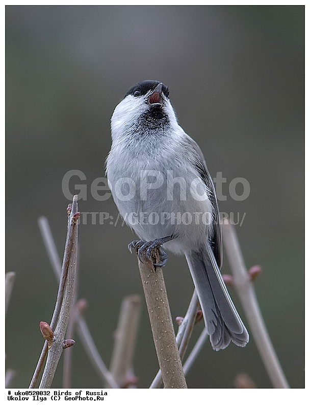 �����������, ���������� �������, ����������� ����� ������, ������, ��������, ��������, �����, �����, ��������, �����������, XYZ, ���������, Paridae, ����������� ������, ������, Poecile montanus, Parus montanus