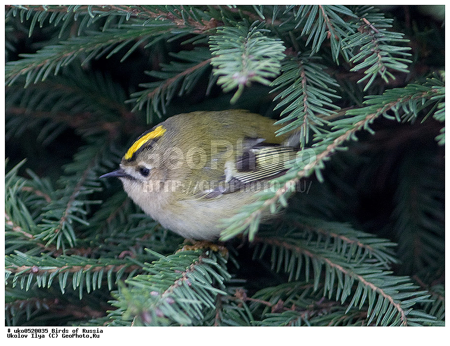 ������, ��������, ��������, �����, �����, ��������, �����������, XYZ, �����������, Regulidae, ������������ ������, ������������ �������, Regulus regulus, ����������� ����� ������, �����������, ���������� �������