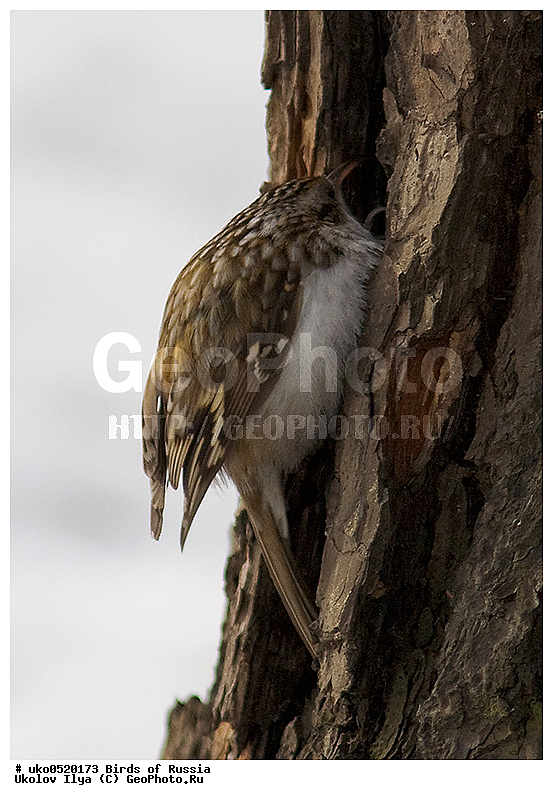 ������, ��������, ��������, �����, �����, ��������, �����������, XYZ, ���������, Certhiidae, ������������ ������, Certhia familiaris, ����������� ����� ������, �����������, ���������� �������