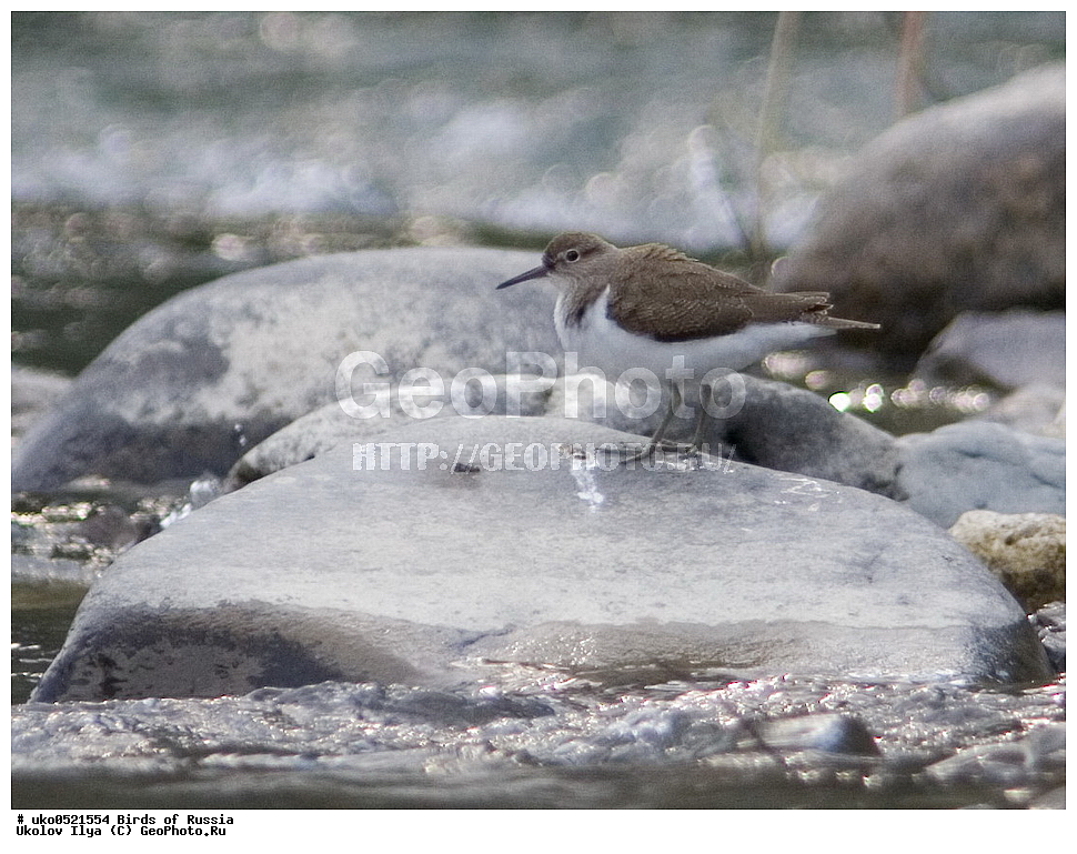 �����������, ���������� �������, ����������� ����� ������, ������, ��������, ��������, �����, �����, ��������, �����������, �����, ������, XYZ, ���������, Scolopacidae, ����������, Actitis hypoleucos