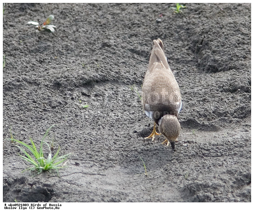 �����������, ���������� �������, ����������� ����� ������, ������, ��������, ��������, �����, �����, ��������, �����������, �����, ������, XYZ, ���������, Charadriidae, ����� ���, ����� ����, Charadrius dubius