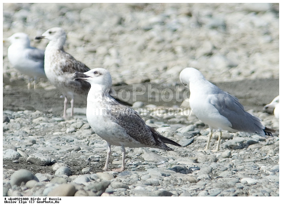 ����������� ����� ������, ������, ��������, ��������, �����, �����, ��������, �����������, ������� �����, ������� �����, XYZ, ��������, Laridae, ����������������� �����, Larus michahellis