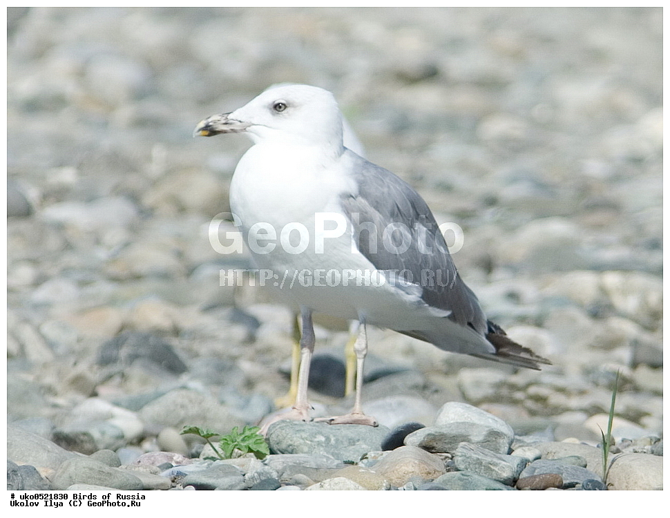 ����������� ����� ������, ������, ��������, ��������, �����, �����, ��������, �����������, ������� �����, ������� �����, XYZ, ��������, Laridae, ����������������� �����, Larus michahellis