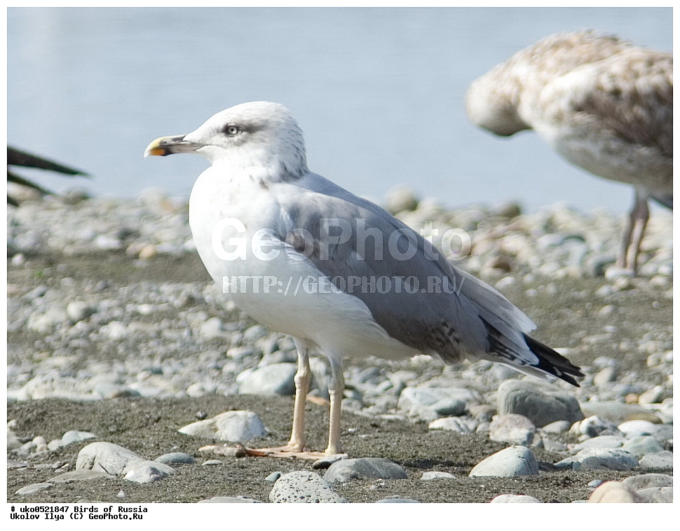 ����������� ����� ������, ������, ��������, ��������, �����, �����, ��������, �����������, ������� �����, ������� �����, XYZ, ��������, Laridae, ����������������� �����, Larus michahellis