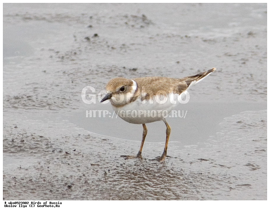 �����������, ���������� �������, ����������� ����� ������, ������, ��������, ��������, �����, �����, ��������, �����������, �����, ������, XYZ, ���������, Charadriidae, ����� ���, ����� ����, Charadrius dubius