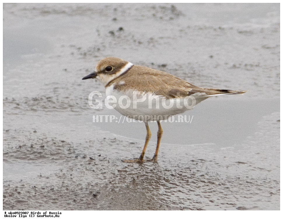 �����������, ���������� �������, ����������� ����� ������, ������, ��������, ��������, �����, �����, ��������, �����������, �����, ������, XYZ, ���������, Charadriidae, ����� ���, ����� ����, Charadrius dubius