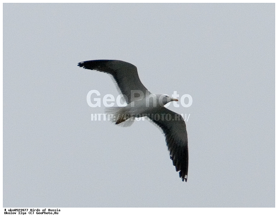 ����������� ����� ������, ������, ��������, ��������, �����, �����, ��������, �����������, ������� �����, ������� �����, XYZ, ��������, Laridae, �����, Larus fuscus