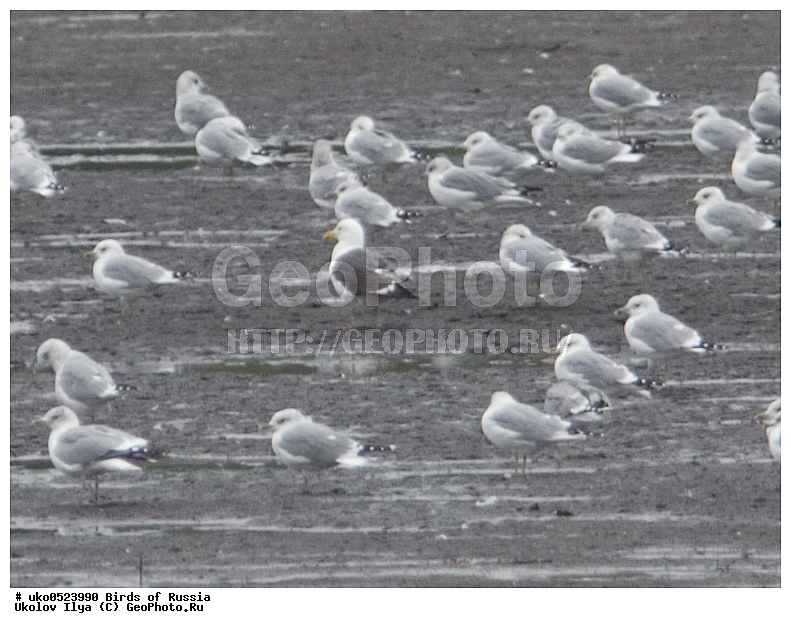 ����������� ����� ������, ������, ��������, ��������, �����, �����, ��������, �����������, ������� �����, ������� �����, XYZ, ��������, Laridae, �����, ��������� �����, �������-��������� �����, Larus heuglini