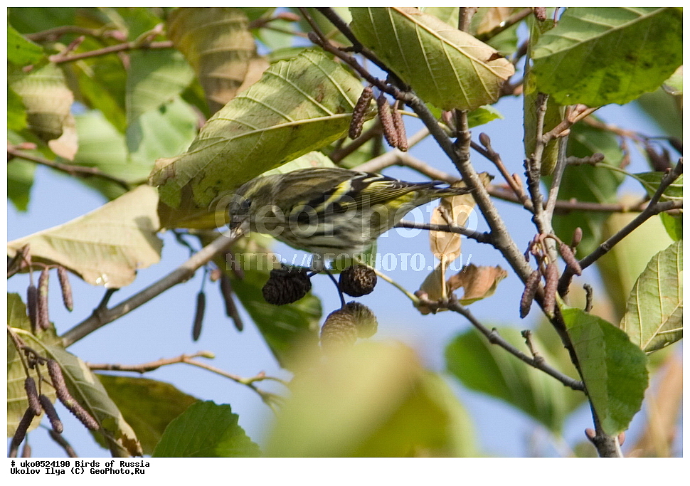 ������, ��������, ��������, �����, �����, ��������, �����������, XYZ, ���������, Fringillidae, ���, Carduelis spinus, Spinus spinus, ����������� ����� ������, �����������, ���������� �������