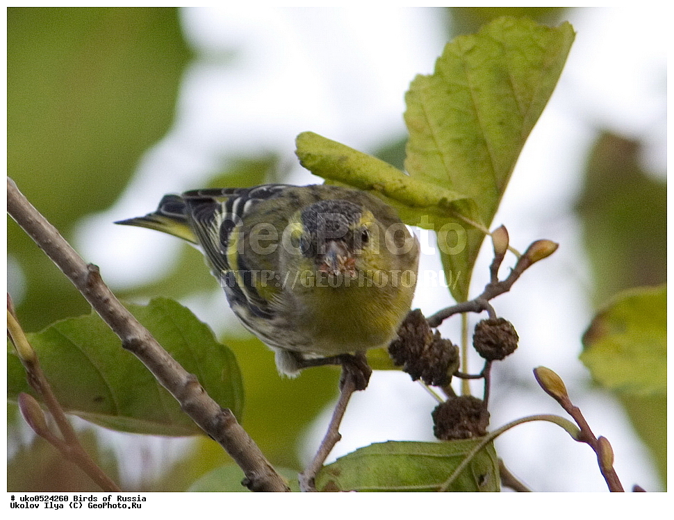 ������, ��������, ��������, �����, �����, ��������, �����������, XYZ, ���������, Fringillidae, ���, Carduelis spinus, Spinus spinus, ����������� ����� ������, �����������, ���������� �������