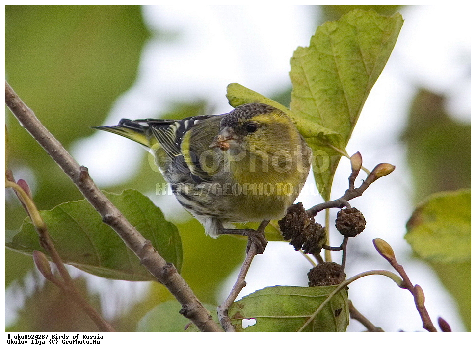 ������, ��������, ��������, �����, �����, ��������, �����������, XYZ, ���������, Fringillidae, ���, Carduelis spinus, Spinus spinus, ����������� ����� ������, �����������, ���������� �������