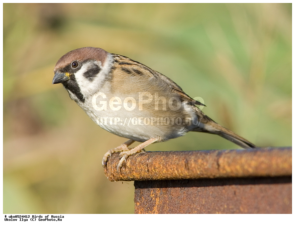 ������, ��������, ��������, �����, �����, ��������, �����������, XYZ, ����������, Passeridae, ������� �������, ������������� �������, ����������� �������, Passer montanus, ����������� ����� ������, �����������, ���������� �������