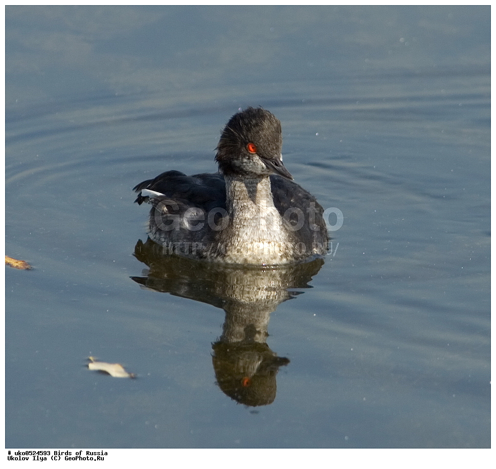 �����������, ���������� �������, ����������� ����� ������, ������, ��������, ��������, �����, �����, ��������, �����������, ������� �����, ������� �����, XYZ, ����������, Podicipedidae, ����������� �������, Podiceps nigricollis