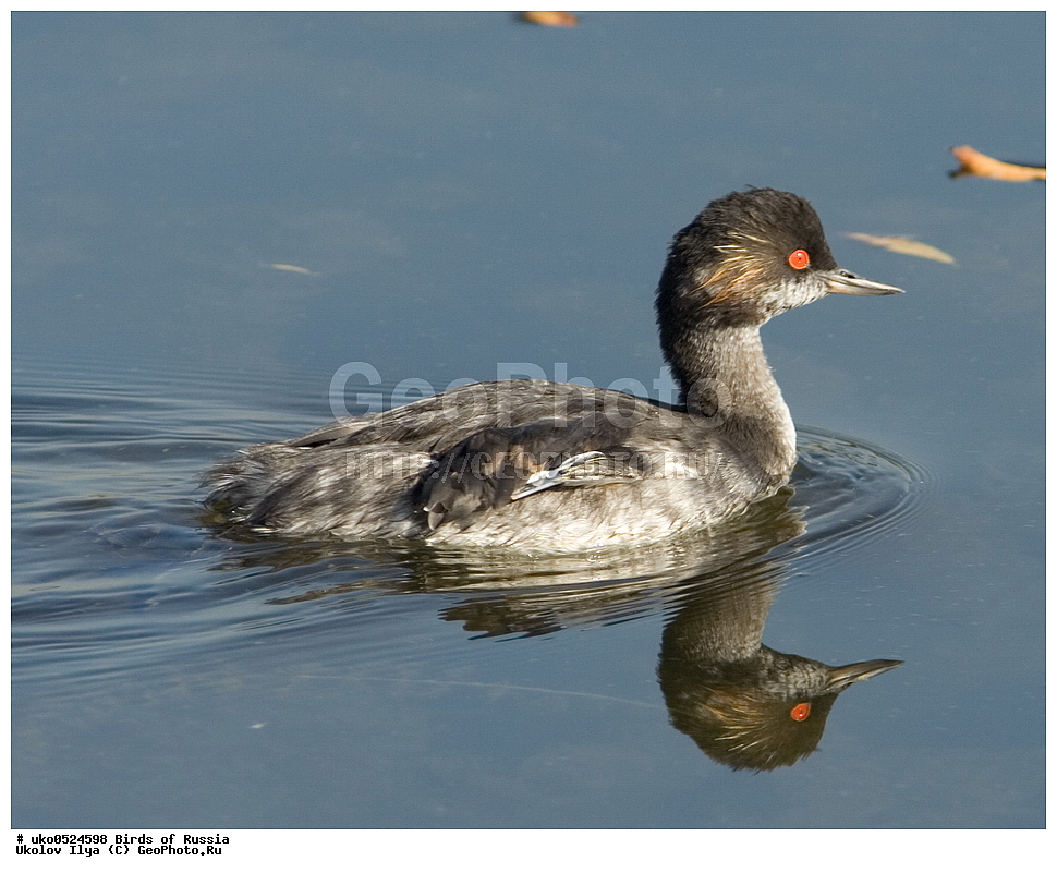 �����������, ���������� �������, ����������� ����� ������, ������, ��������, ��������, �����, �����, ��������, �����������, ������� �����, ������� �����, XYZ, ����������, Podicipedidae, ����������� �������, Podiceps nigricollis