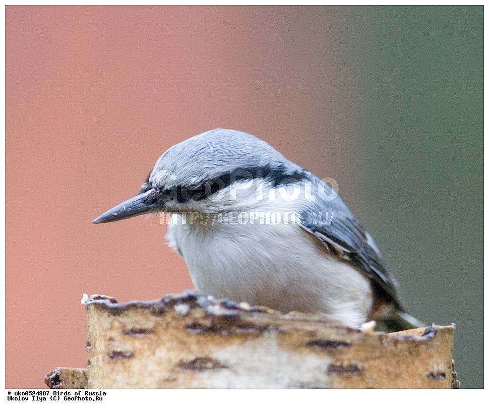 �����������, ���������� �������, ����������� ����� ������, ������, ��������, ��������, �����, �����, ��������, �����������, XYZ, �����������, Sittidae, ������������ ���������, �����, Sitta europaea