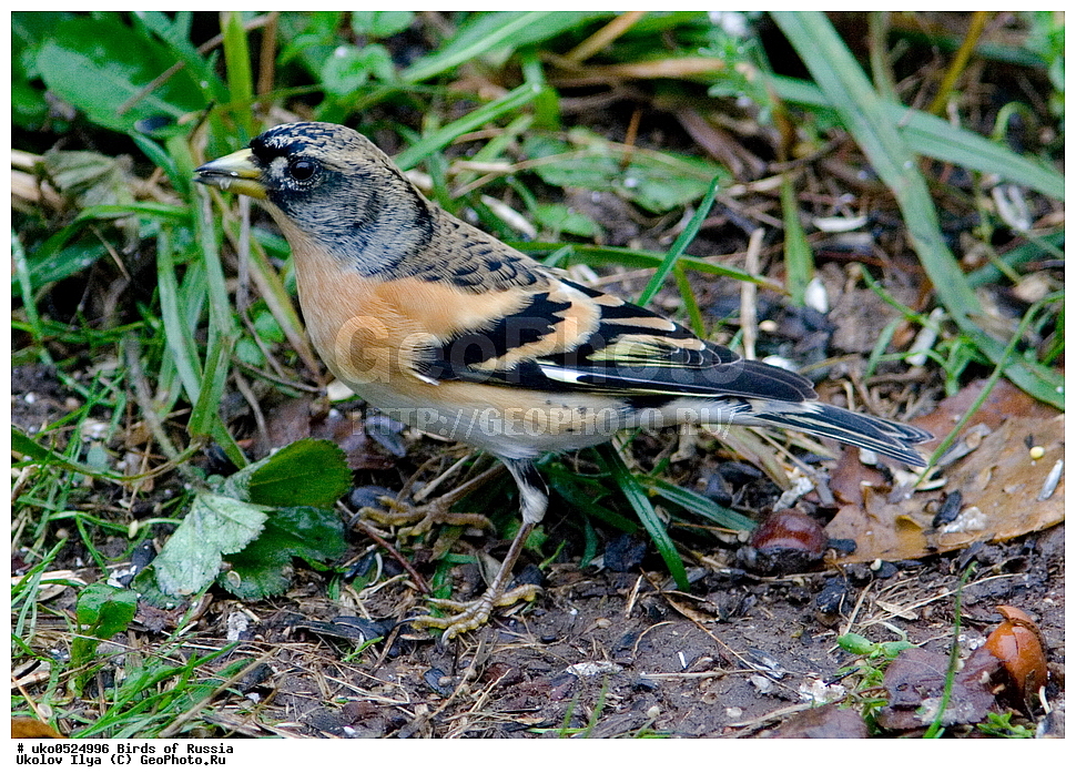 ������, ��������, ��������, �����, �����, ��������, �����������, XYZ, ���������, Fringillidae, ������, Fringilla montifringilla, ����������� ����� ������, �����������, ���������� �������