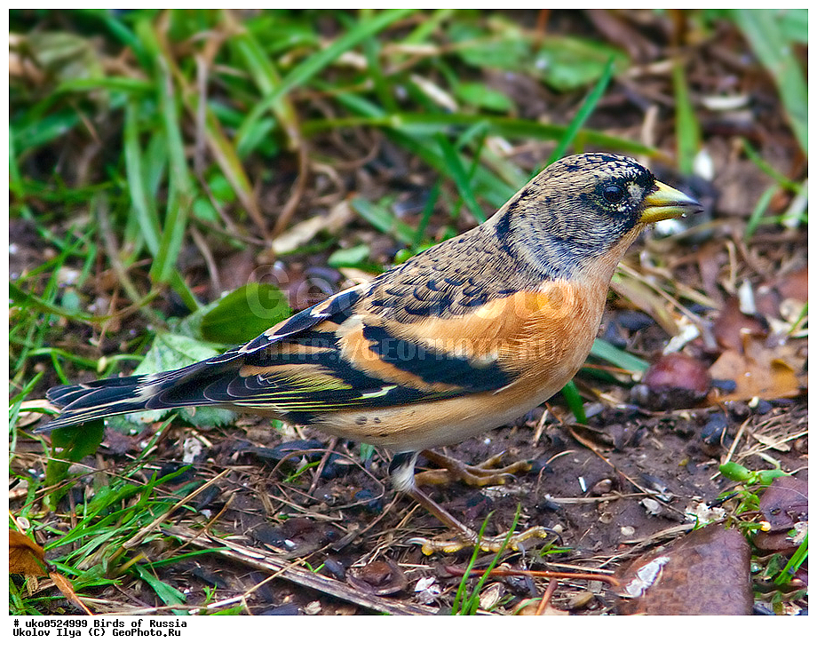 ������, ��������, ��������, �����, �����, ��������, �����������, XYZ, ���������, Fringillidae, ������, Fringilla montifringilla, ����������� ����� ������, �����������, ���������� �������