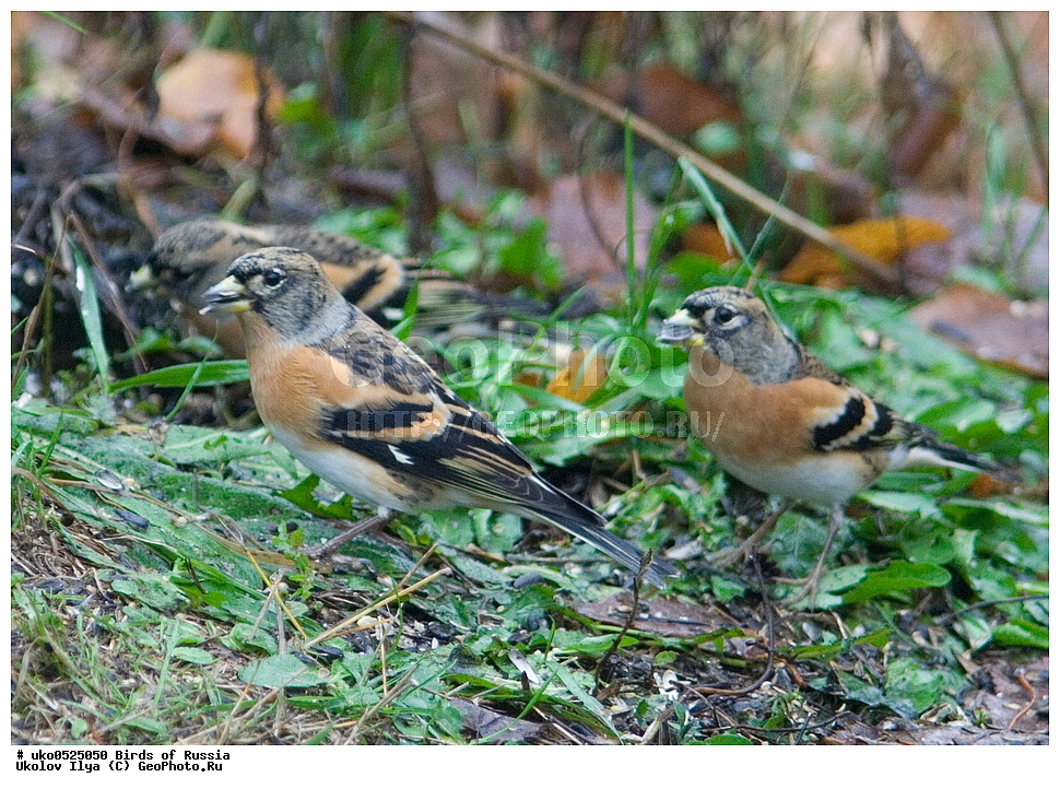 ������, ��������, ��������, �����, �����, ��������, �����������, XYZ, ���������, Fringillidae, ������, Fringilla montifringilla, ����������� ����� ������, �����������, ���������� �������