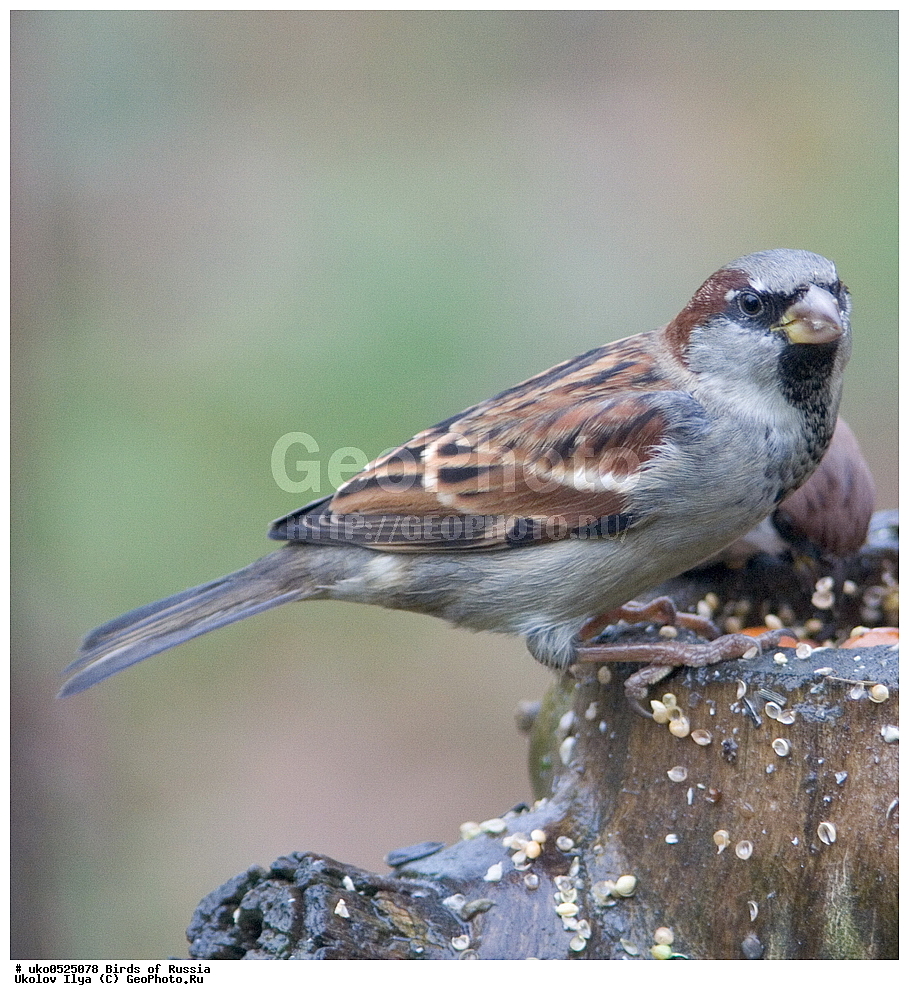 ������, ��������, ��������, �����, �����, ��������, �����������, XYZ, ����������, Passeridae, Passer domesticus, ������� �������, ����������� ����� ������, �����������, ���������� �������