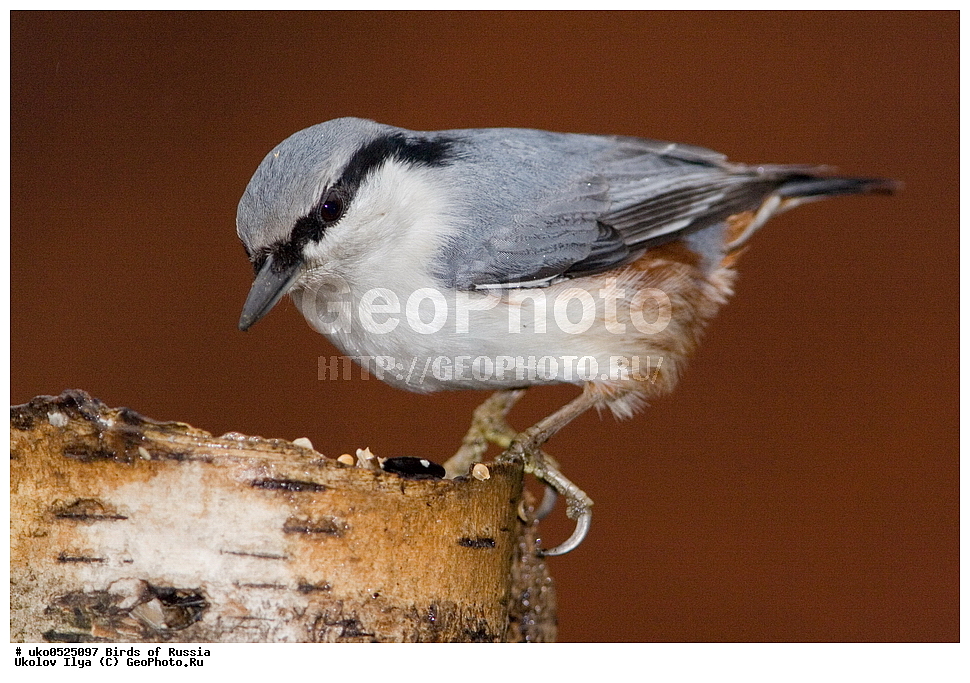 �����������, ���������� �������, ����������� ����� ������, ������, ��������, ��������, �����, �����, ��������, �����������, XYZ, �����������, Sittidae, ������������ ���������, �����, Sitta europaea