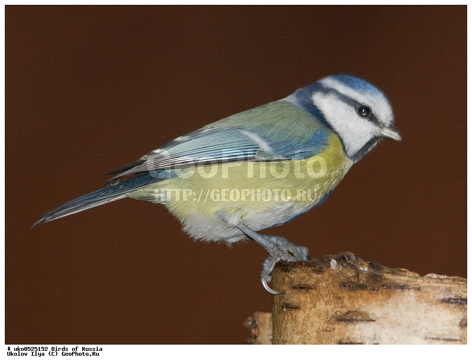 �����������, ���������� �������, ����������� ����� ������, ������, ��������, ��������, �����, �����, ��������, �����������, XYZ, ���������, Paridae, ������������ ���������, ������ ���������, ������� ���������, ���������, Cyanistes caeruleus, Parus caeruleus