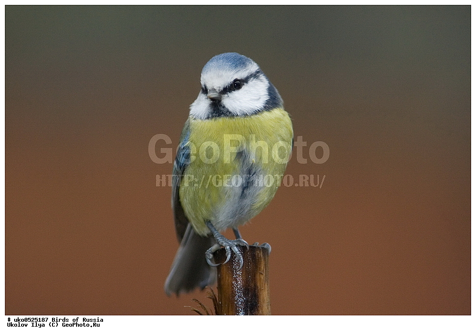 �����������, ���������� �������, ����������� ����� ������, ������, ��������, ��������, �����, �����, ��������, �����������, XYZ, ���������, Paridae, ������������ ���������, ������ ���������, ������� ���������, ���������, Cyanistes caeruleus, Parus caeruleus