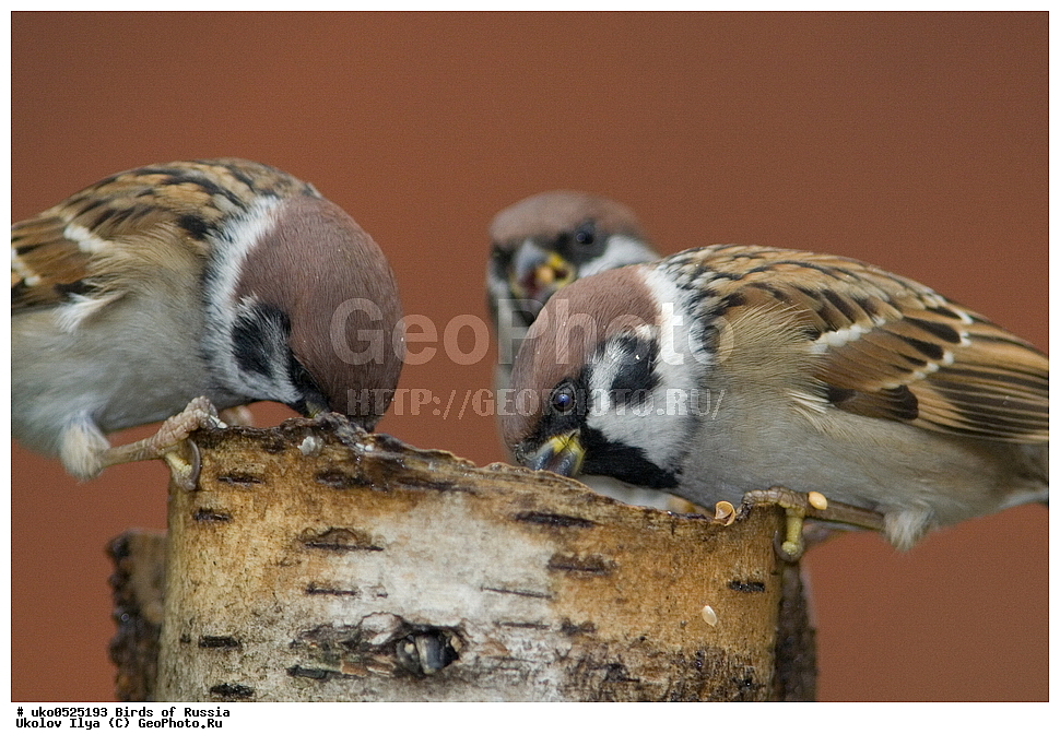 ������, ��������, ��������, �����, �����, ��������, �����������, XYZ, ����������, Passeridae, ������� �������, ������������� �������, ����������� �������, Passer montanus, ����������� ����� ������, �����������, ���������� �������