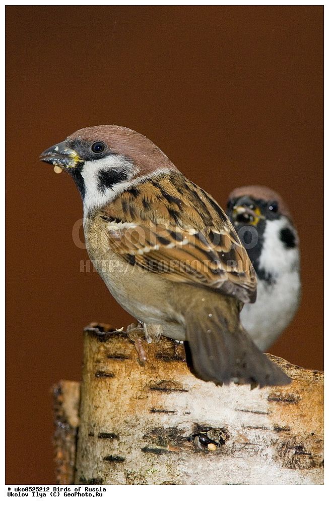 ������, ��������, ��������, �����, �����, ��������, �����������, XYZ, ����������, Passeridae, ������� �������, ������������� �������, ����������� �������, Passer montanus, ����������� ����� ������, �����������, ���������� �������