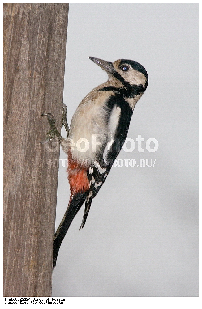 �����������, ���������� �������, ����������� ����� ������, ������, ��������, ��������, �����, �����, ��������, �����������, XYZ, ��������, �����, ��������� ��������, Picidae, ������� ������ �����, ϸ����� �����, ������� ������� �����, ������� �����, Dendrocopos major