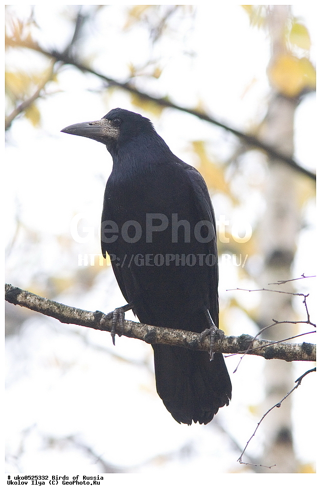 ������, ��������, ��������, �����, �����, ��������, �����������, XYZ, ��������, ���������, Corvidae, ����, Corvus frugilegus, ����������� ����� ������, �����������, ���������� �������