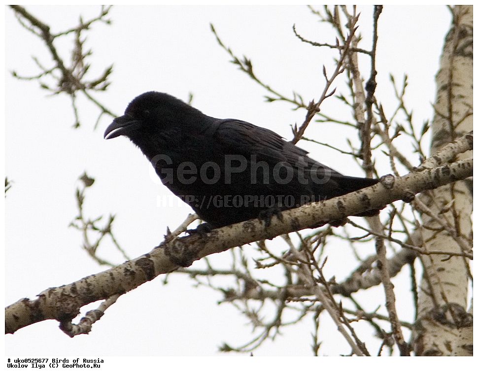 ������, ��������, ��������, �����, �����, ��������, �����������, XYZ, ��������, ���������, Corvidae, �����, Corvus corax, ����������� ����� ������, �����������, ���������� �������