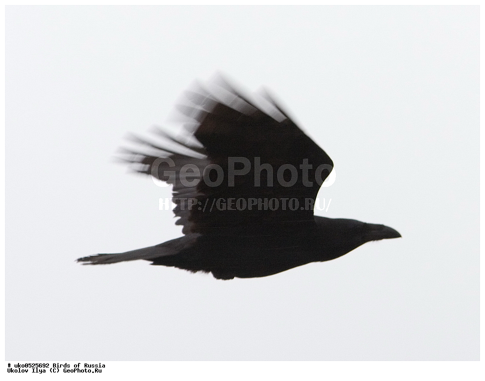 ������, ��������, ��������, �����, �����, ��������, �����������, XYZ, ��������, ���������, Corvidae, �����, Corvus corax, ����������� ����� ������, �����������, ���������� �������