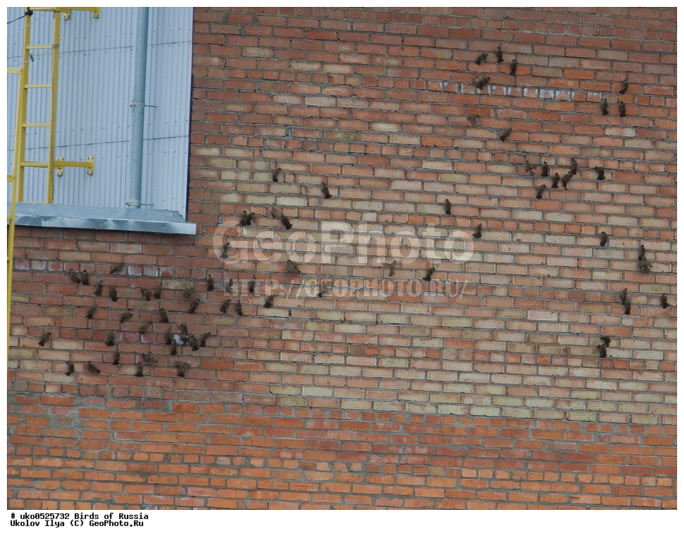 ������, ��������, ��������, �����, �����, ��������, �����������, XYZ, ����������, Passeridae, ������� �������, ������������� �������, ����������� �������, Passer montanus, ����������� ����� ������, �����������, ���������� �������