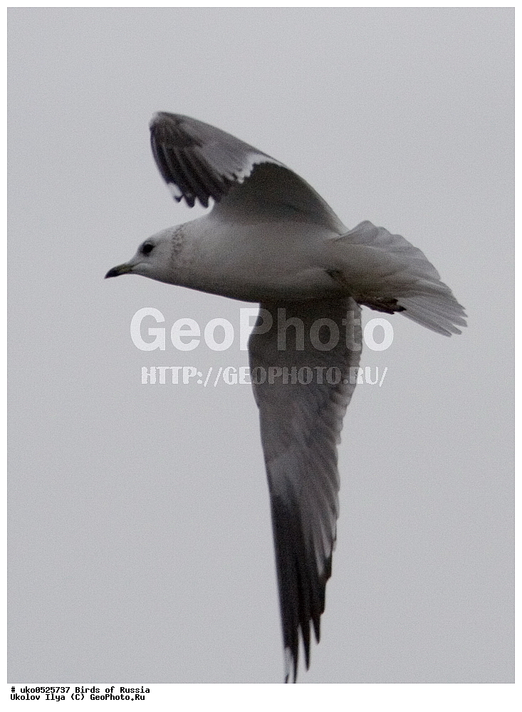 �����������, ���������� �������, ����������� ����� ������, ������, ��������, ��������, �����, �����, ��������, �����������, ������� �����, ������� �����, XYZ, ��������, Laridae, ����� �����, Larus canus