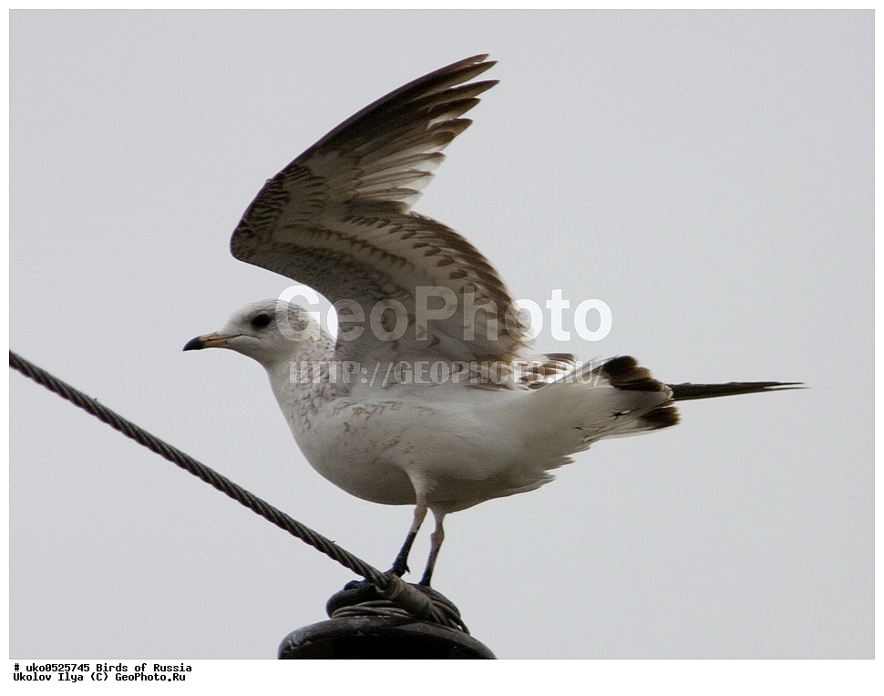 �����������, ���������� �������, ����������� ����� ������, ������, ��������, ��������, �����, �����, ��������, �����������, ������� �����, ������� �����, XYZ, ��������, Laridae, ����� �����, Larus canus