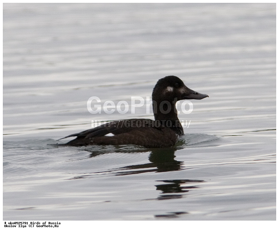 ����������� ����� ������, ������, ��������, ��������, �����, �����, ��������, �����������, �����������������, ������������� �����, ������������� �����, XYZ, ������, Anatidae, ������, Melanitta fusca