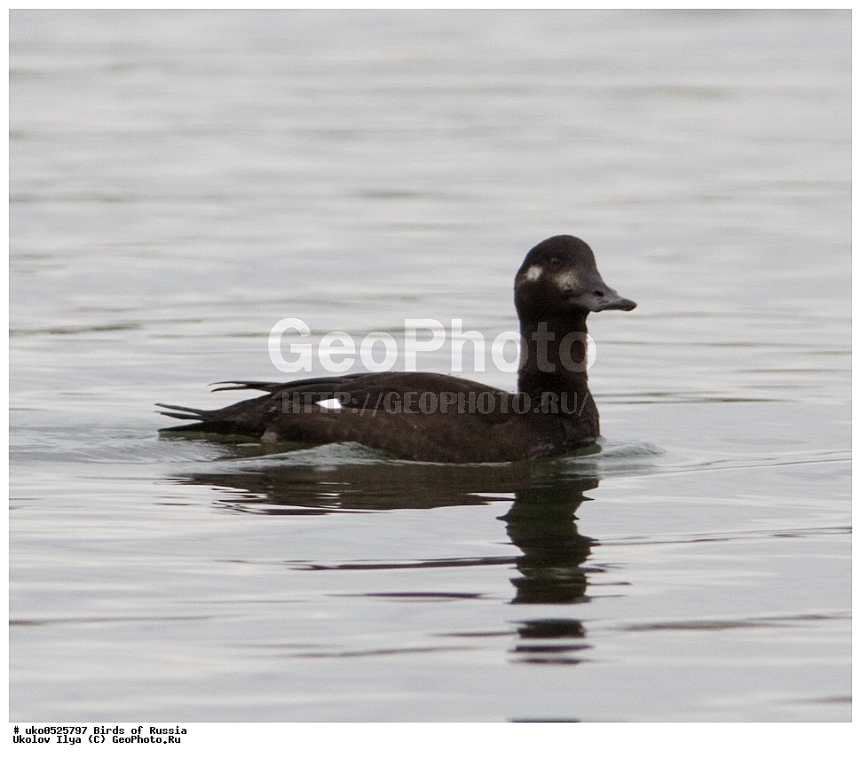 ����������� ����� ������, ������, ��������, ��������, �����, �����, ��������, �����������, �����������������, ������������� �����, ������������� �����, XYZ, ������, Anatidae, ������, Melanitta fusca