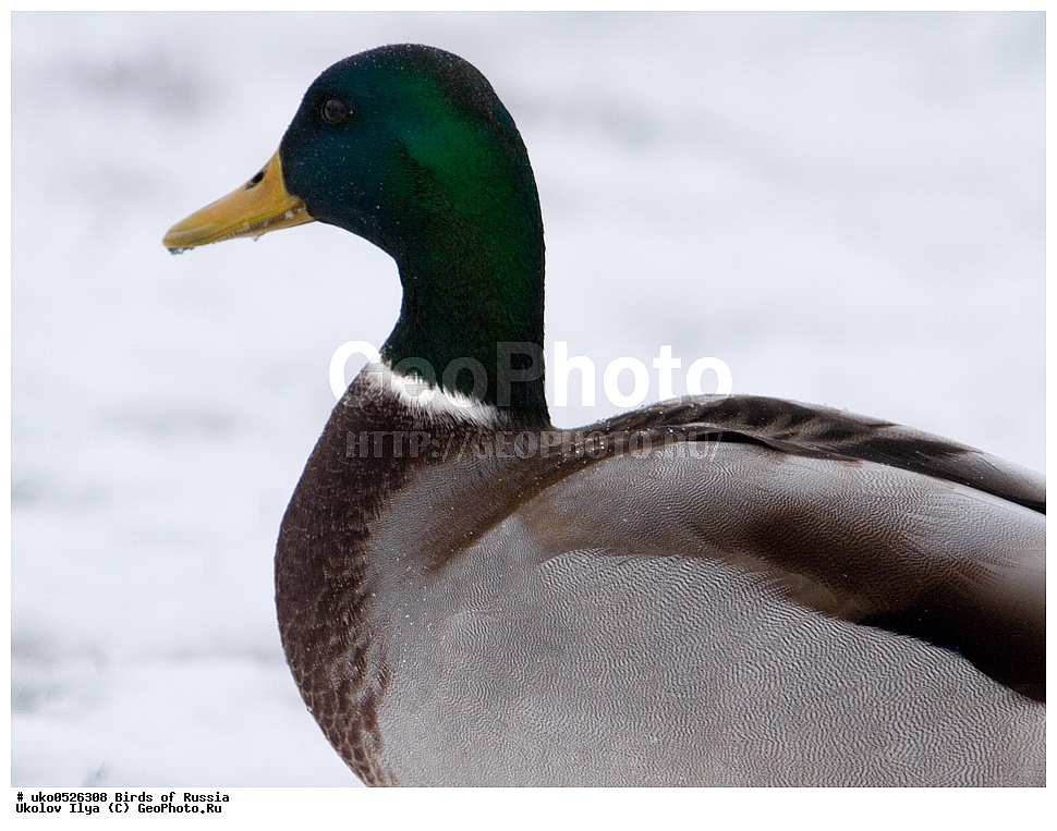 �����������, ���������� �������, ����������� ����� ������, ������, ��������, ��������, �����, �����, ��������, �����������, �����������������, ������������� �����, ������������� �����, XYZ, ������, Anatidae, ������, Anas platyrhynchos