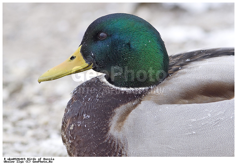 �����������, ���������� �������, ����������� ����� ������, ������, ��������, ��������, �����, �����, ��������, �����������, �����������������, ������������� �����, ������������� �����, XYZ, ������, Anatidae, ������, Anas platyrhynchos