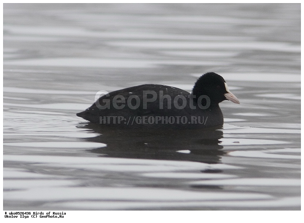 �����������, ���������� �������, ����������� ����� ������, ������, ��������, ��������, �����, �����, ��������, �����������, XYZ, �����������, Rallidae, ������, �����, Fulica atra