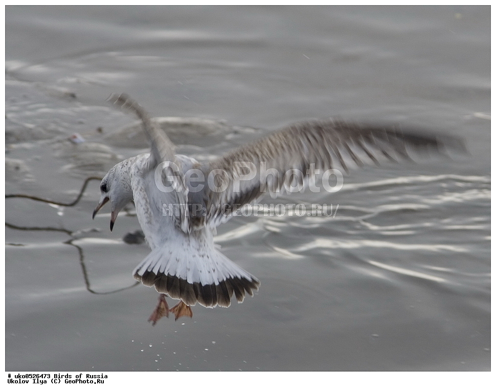 �����������, ���������� �������, ����������� ����� ������, ������, ��������, ��������, �����, �����, ��������, �����������, ������� �����, ������� �����, XYZ, ��������, Laridae, ����� �����, Larus canus