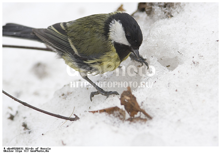 �����������, ���������� �������, ����������� ����� ������, ������, ��������, ��������, �����, �����, ��������, �����������, XYZ, ���������, Paridae, ������� ������, �������, Parus major