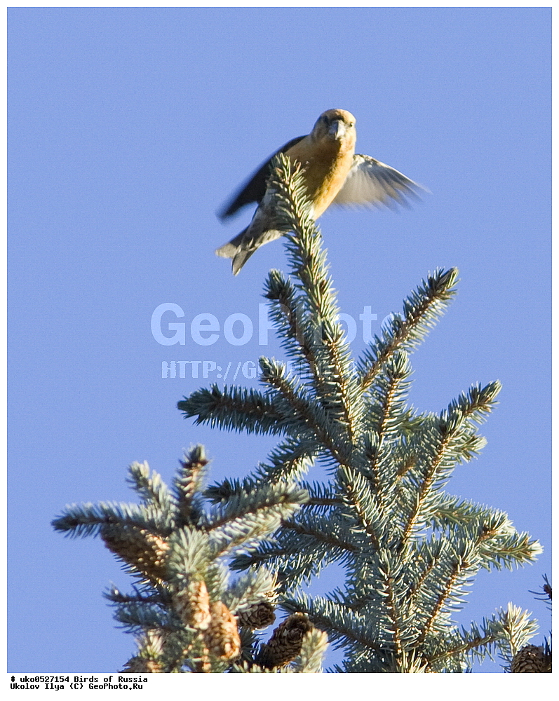 ������, ��������, ��������, �����, �����, ��������, �����������, XYZ, ���������, Fringillidae, ����-������, ������������ ����, �����-������, ������������ �����, Loxia curvirostra, ����������� ����� ������, �����������, ���������� �������