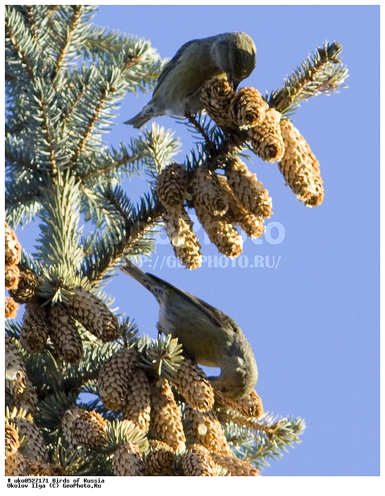 ������, ��������, ��������, �����, �����, ��������, �����������, XYZ, ���������, Fringillidae, ����-������, ������������ ����, �����-������, ������������ �����, Loxia curvirostra, ����������� ����� ������, �����������, ���������� �������