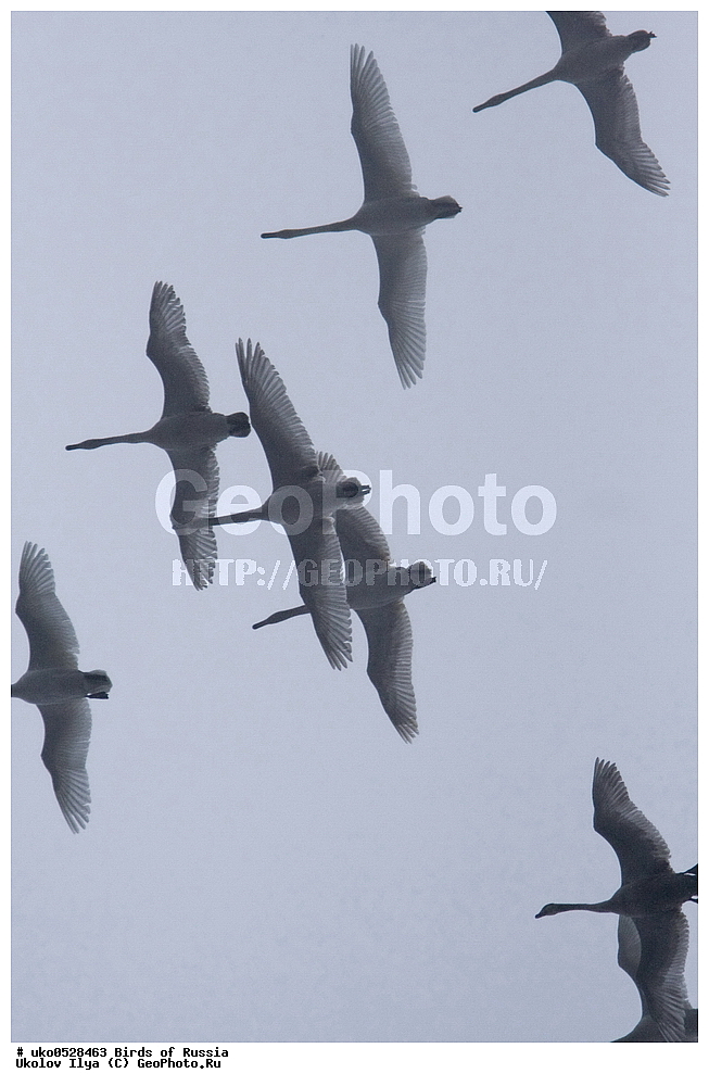 �����������, ���������� �������, ����������� ����� ������, ������, ��������, ��������, �����, �����, ��������, �����������, �����������������, ������������� �����, ������������� �����, XYZ, ������, Anatidae, ������-�����, Cygnus olor