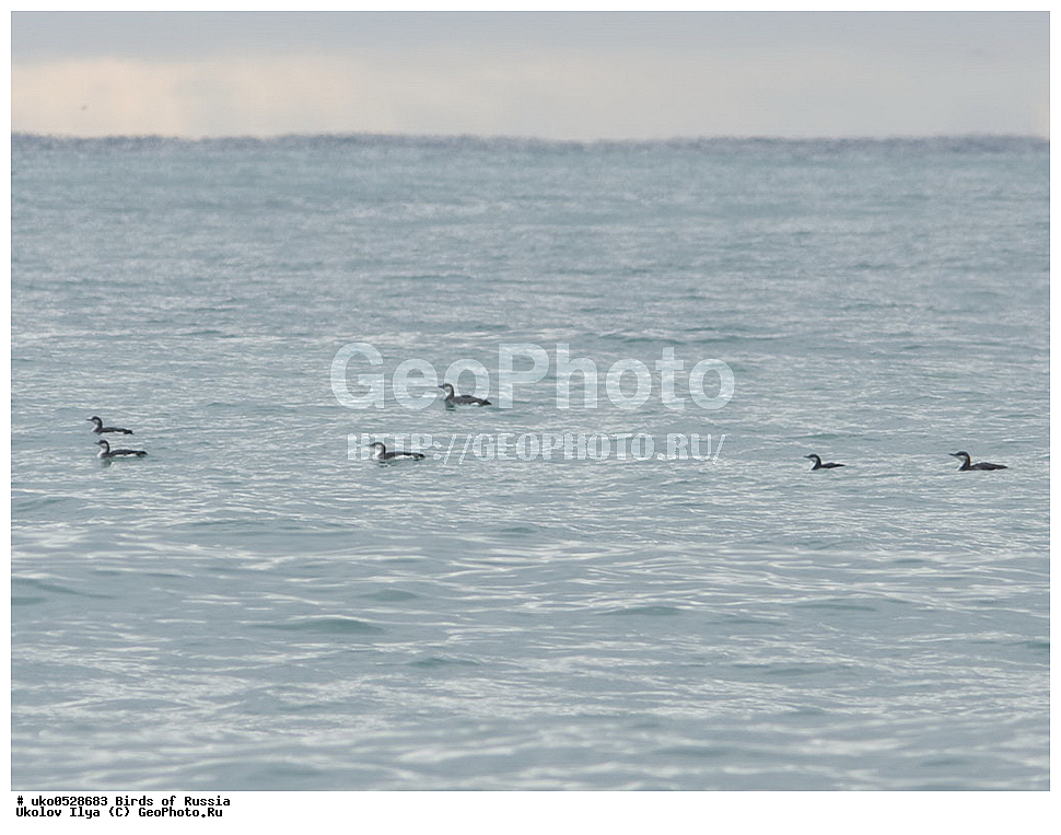 �����������, ���������� �������, ����������� ����� ������, ������, ��������, ��������, �����, �����, ��������, �����������, ������� �����, ������� �����, XYZ, ���������, Gaviidae, ���������� ������, Gavia arctica