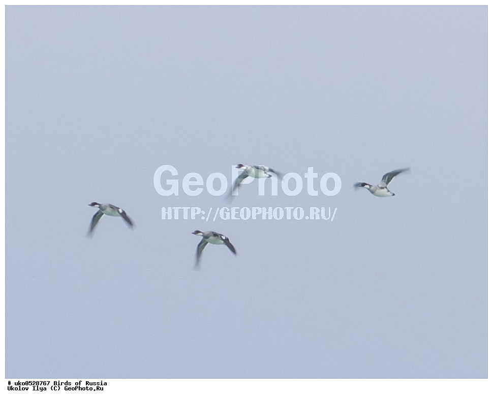 �����������, ���������� �������, ����������� ����� ������, ������, ��������, ��������, �����, �����, ��������, �����������, �����������������, ������������� �����, ������������� �����, XYZ, ������, Anatidae, �����, ����� �������, ����� ������, Mergellus albellus, Mergus albellus