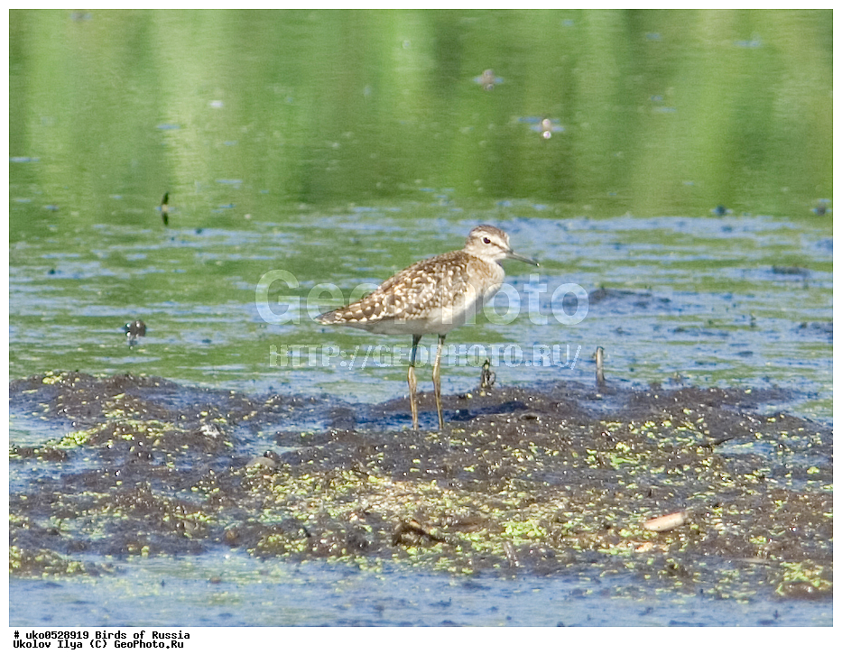 �����������, ���������� �������, ����������� ����� ������, ������, ��������, ��������, �����, �����, ��������, �����������, �����, ������, XYZ, ���������, Scolopacidae, ����, Tringa glareola