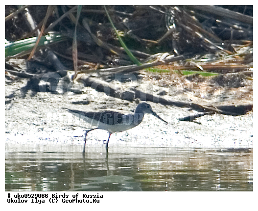 �����������, ���������� �������, ����������� ����� ������, ������, ��������, ��������, �����, �����, ��������, �����������, �����, ������, XYZ, ���������, Scolopacidae, ������� ����, Tringa nebularia